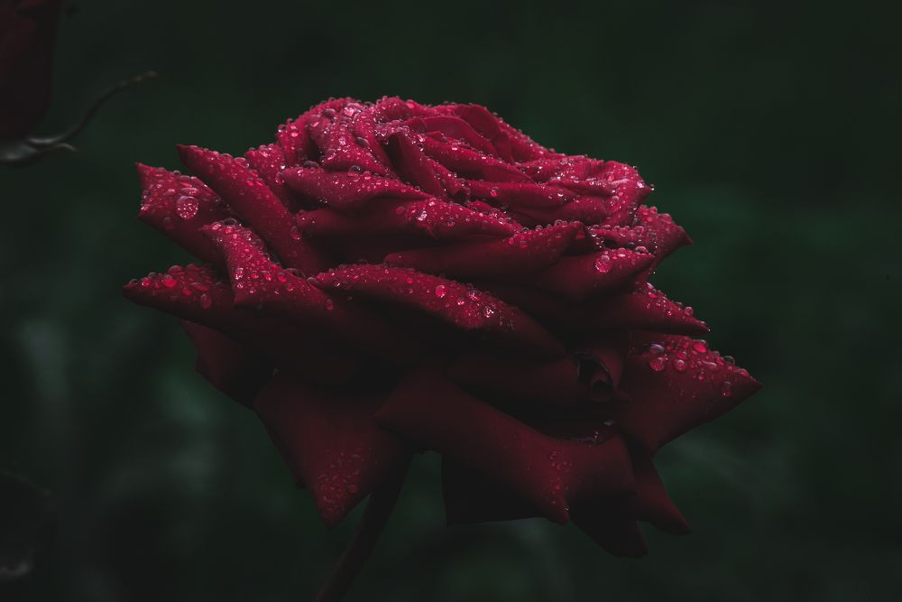 Photograph by Фурман Алексей