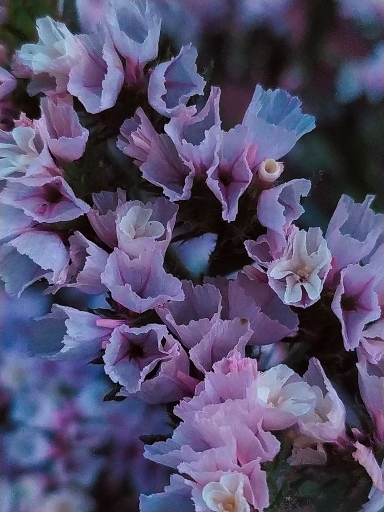 Photograph by Людмила Емельянчикова