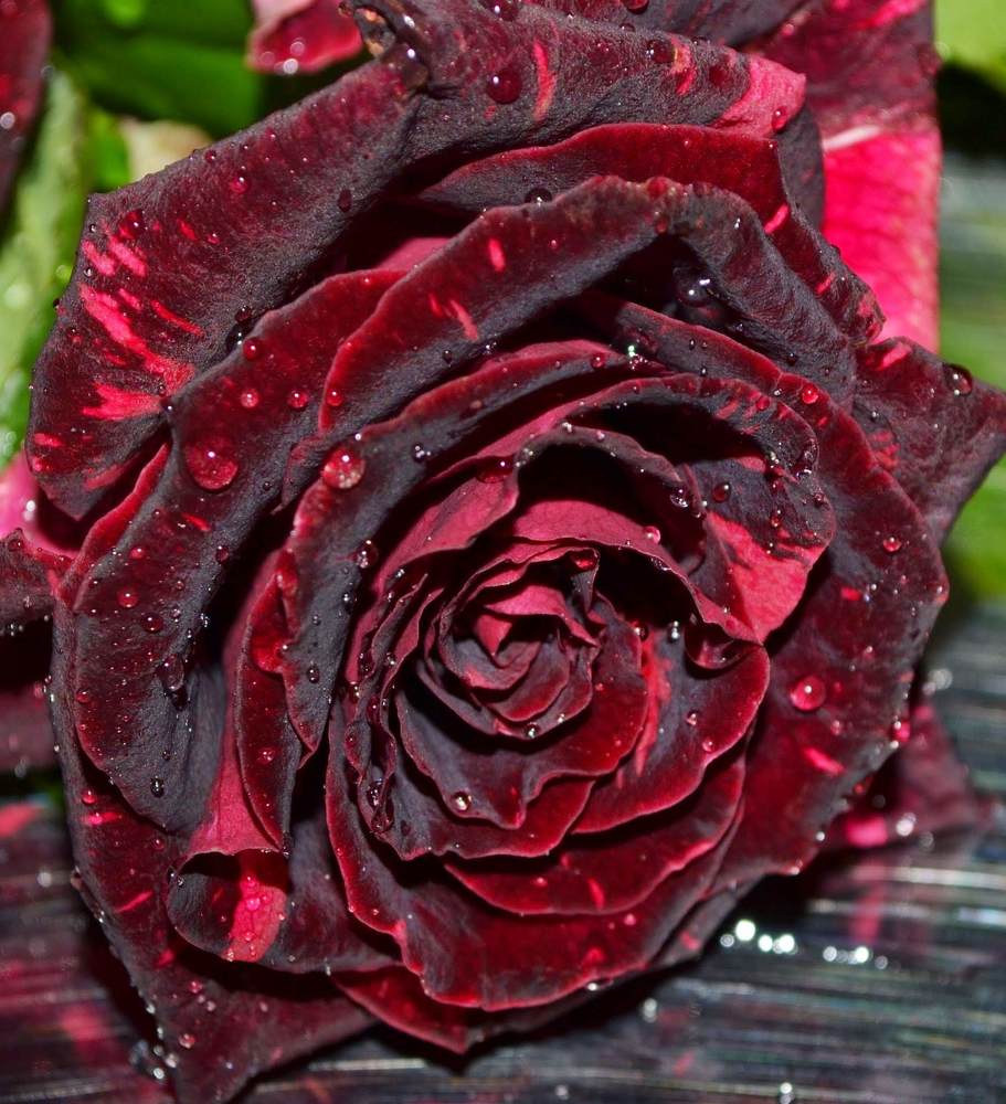 Photograph by Ольга Хромова