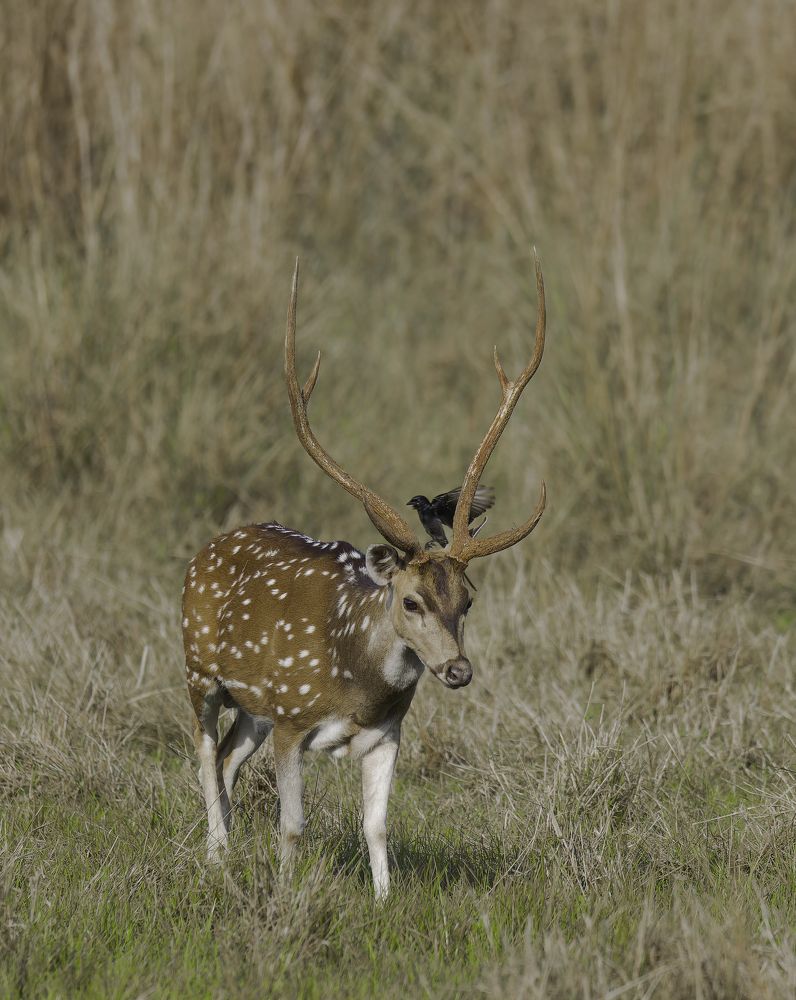 Spotted Deer (Male)