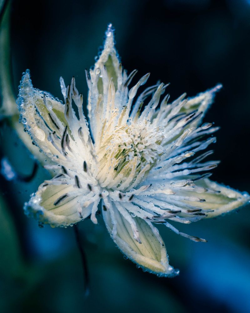 Photograph by Людмила Прибылова