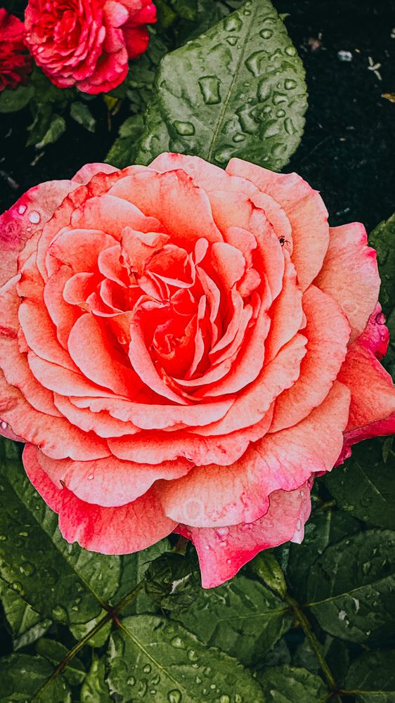 Photograph by  Ирина