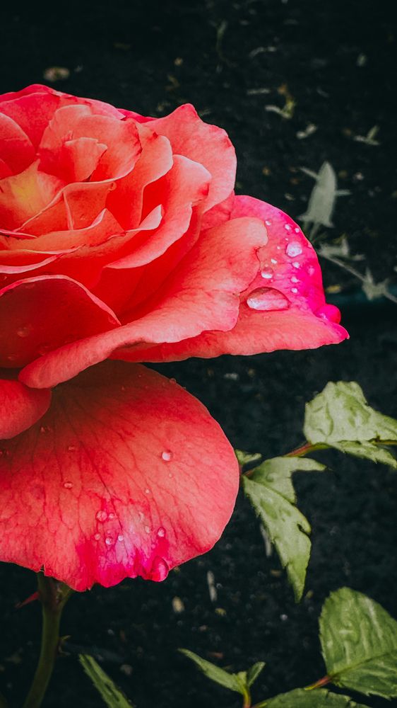 Photograph by  Ирина