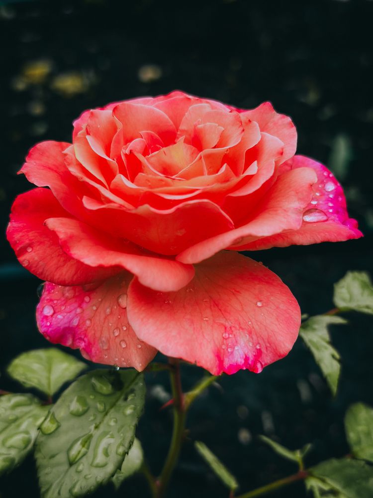 Photograph by  Ирина