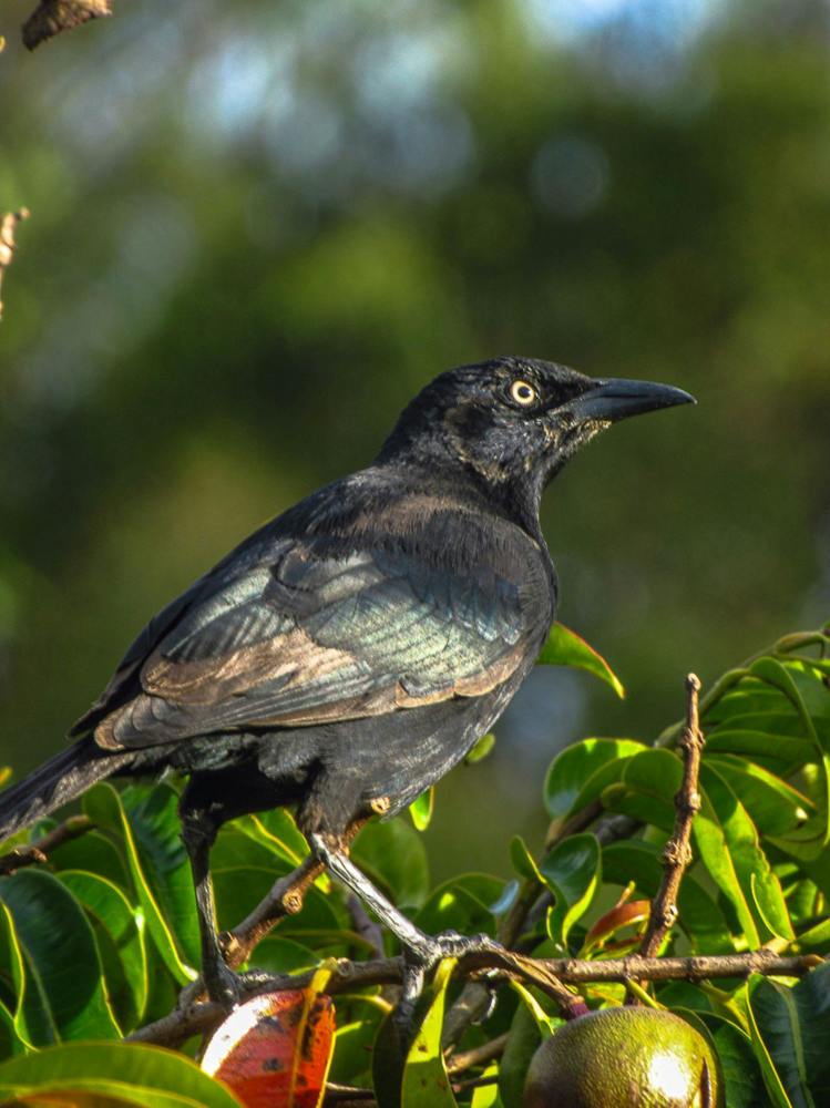 Фотография автора Luis Alfredo Morales Torres
