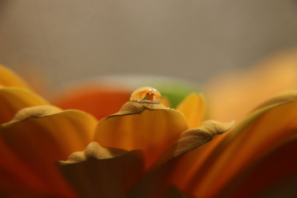 Photo #10892468