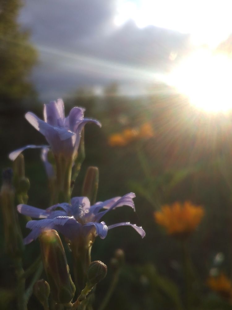 Цветки молочая после дождя... 27.06.2023