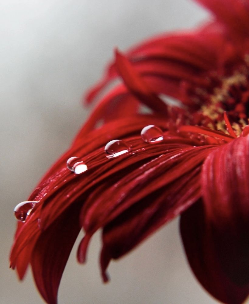 Линия из капель на гербере из глицирина