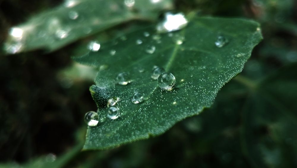 Роса на листе сорняка. 14.09.2022