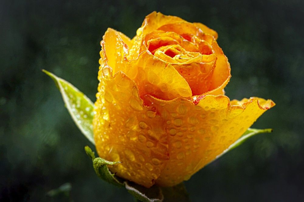 Photograph by Ирина Федорова