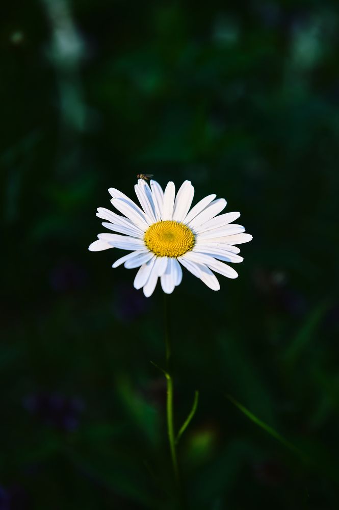 Фотография автора Александр Жданов