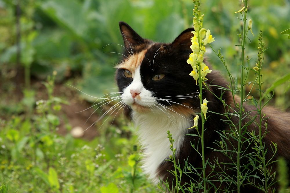 Фотография автора Nelya  Lysenko