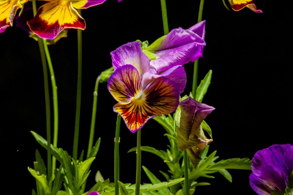 Photograph by Князев Сергей