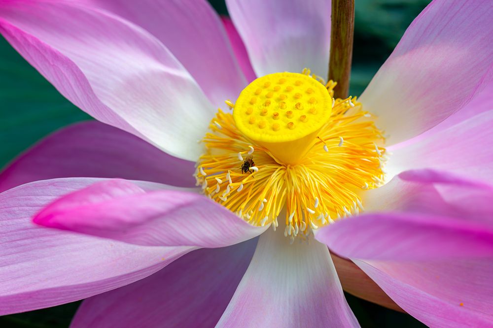 Photograph by Nguyen Thieu Duy