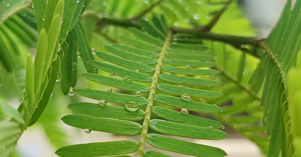 Photograph by Abeer Sharma