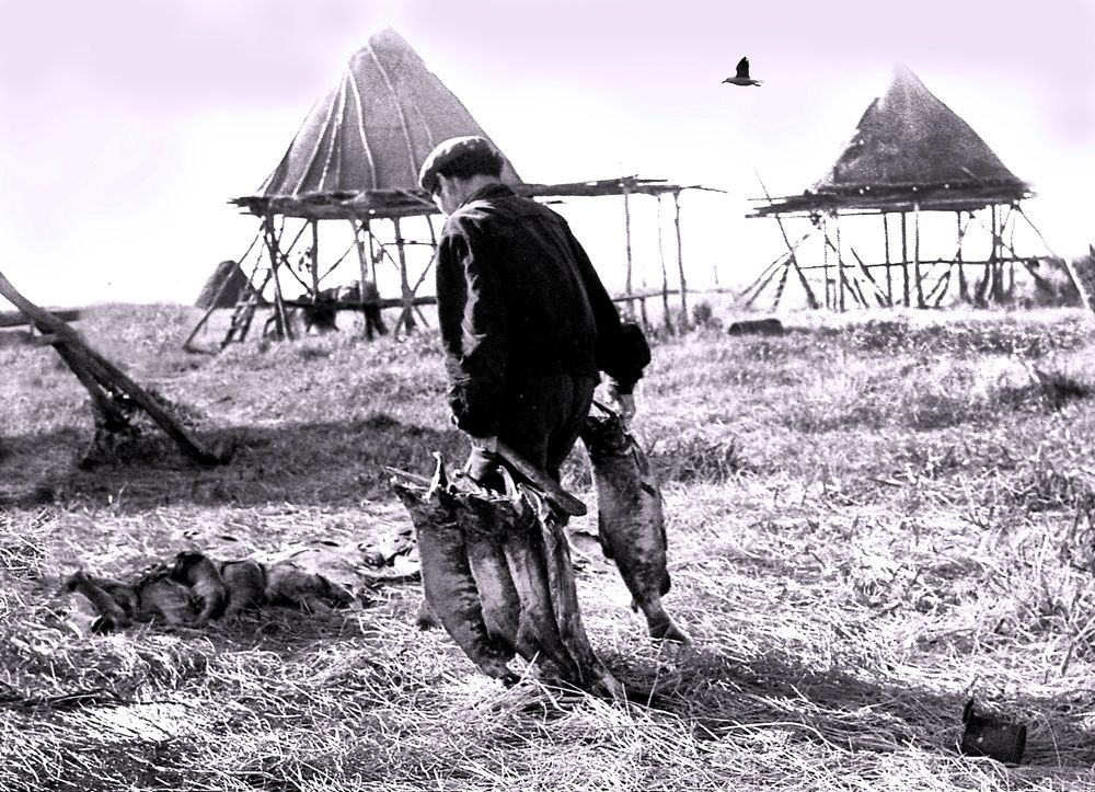 Заготовка юколы