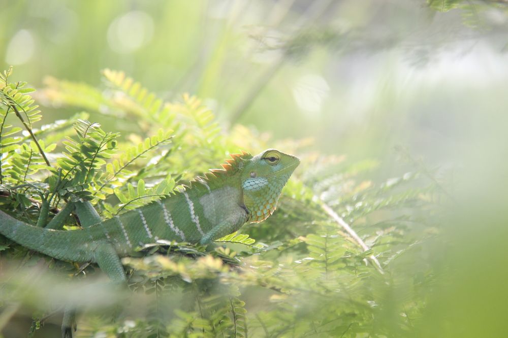Photograph by Dilum Edirimanna