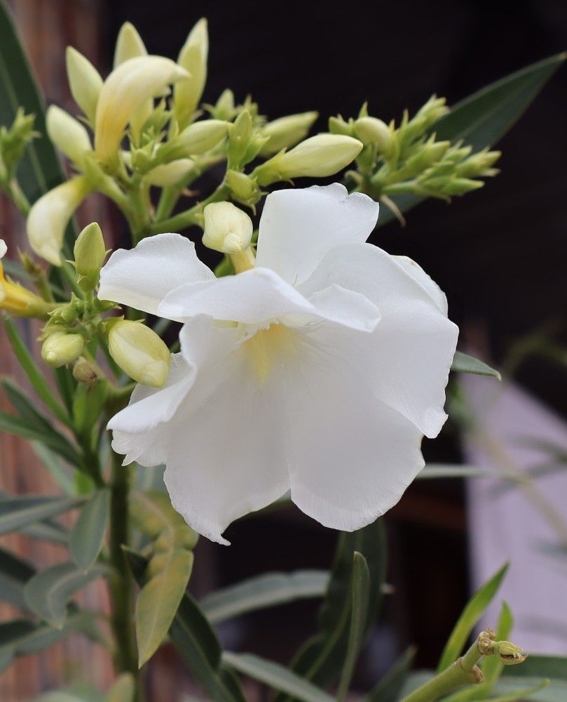 Photograph by Katiaponzini