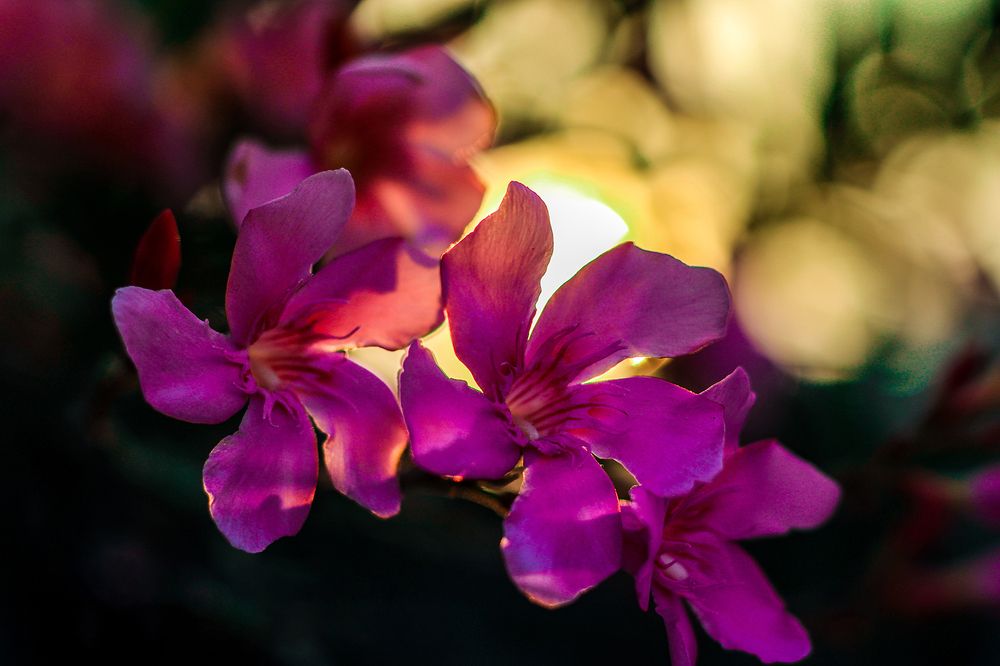 Photograph by Ayush Tripathi