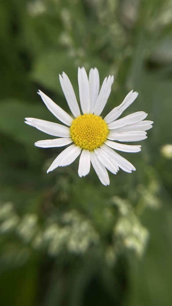 Photograph by Dina Din