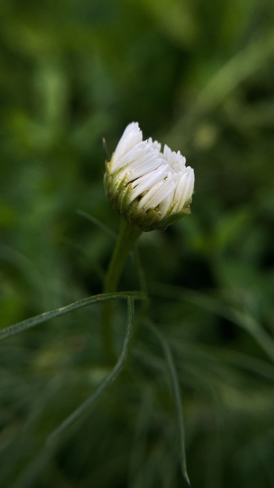 Photograph by Dina Din