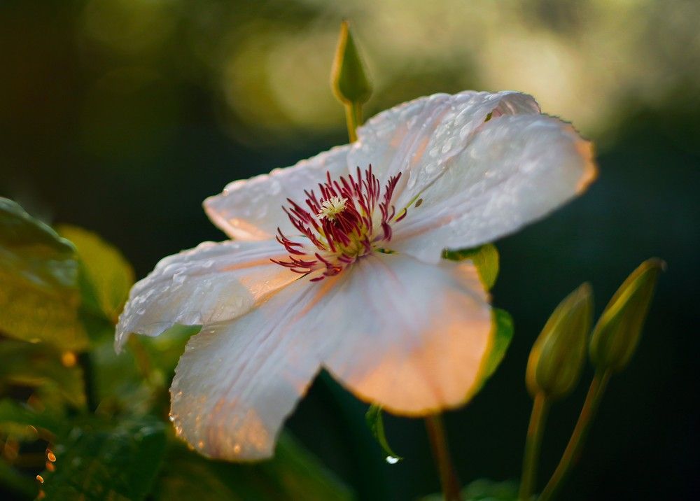 Цветок в утренней росе.