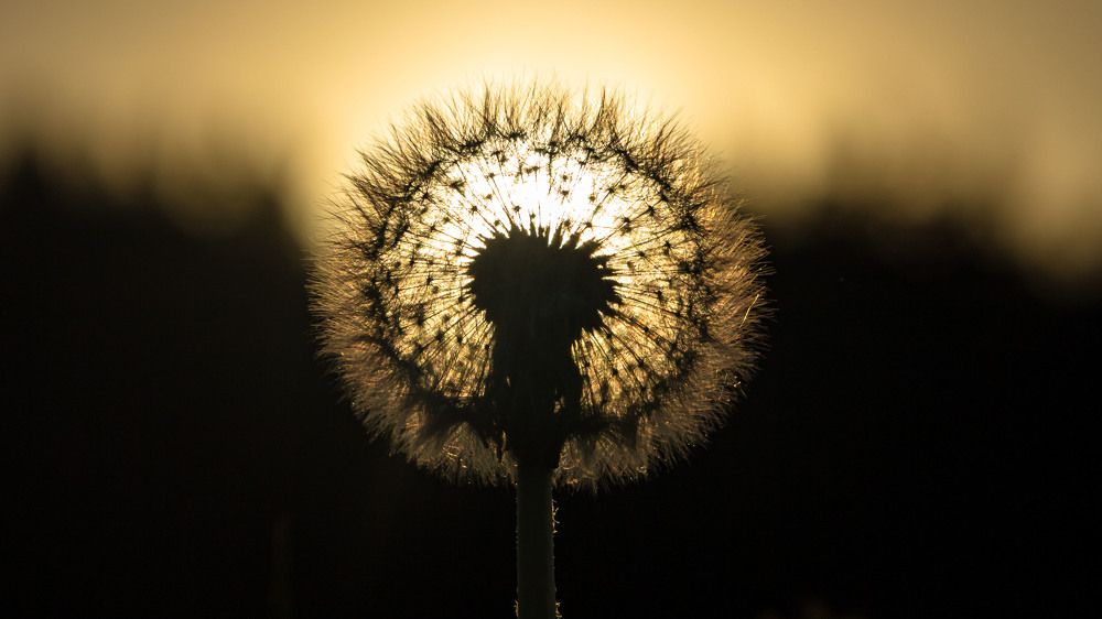 Фотография автора Александр Довганюк