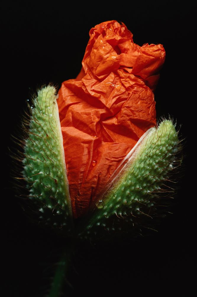 Photograph by Щербак Анатолий