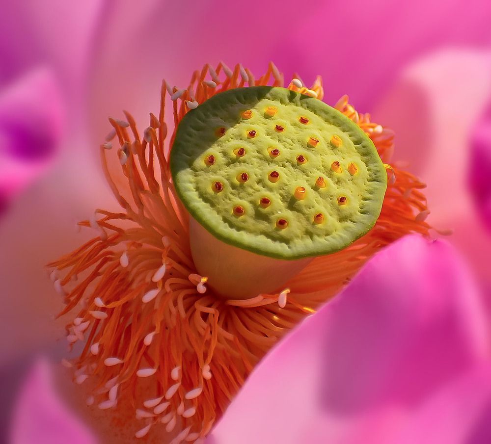 Лотос Комарова