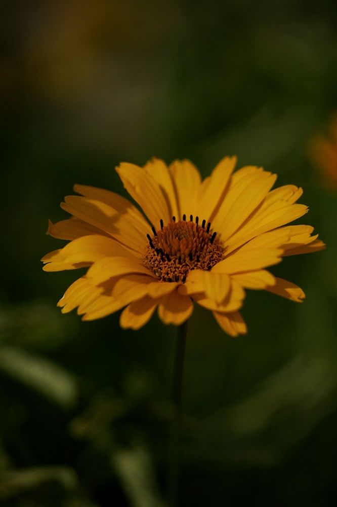 Фотография автора Екатерина Карасева