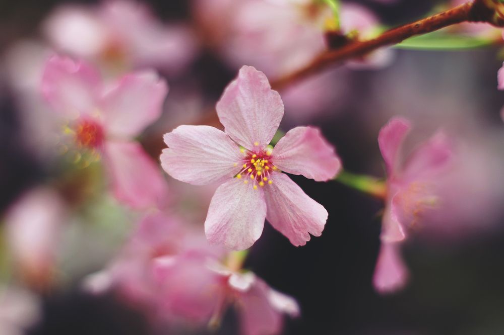 Photograph by Anna Lin