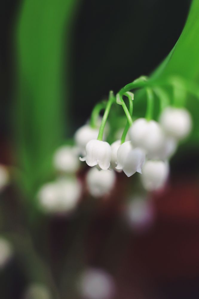 Photograph by Anna Lin