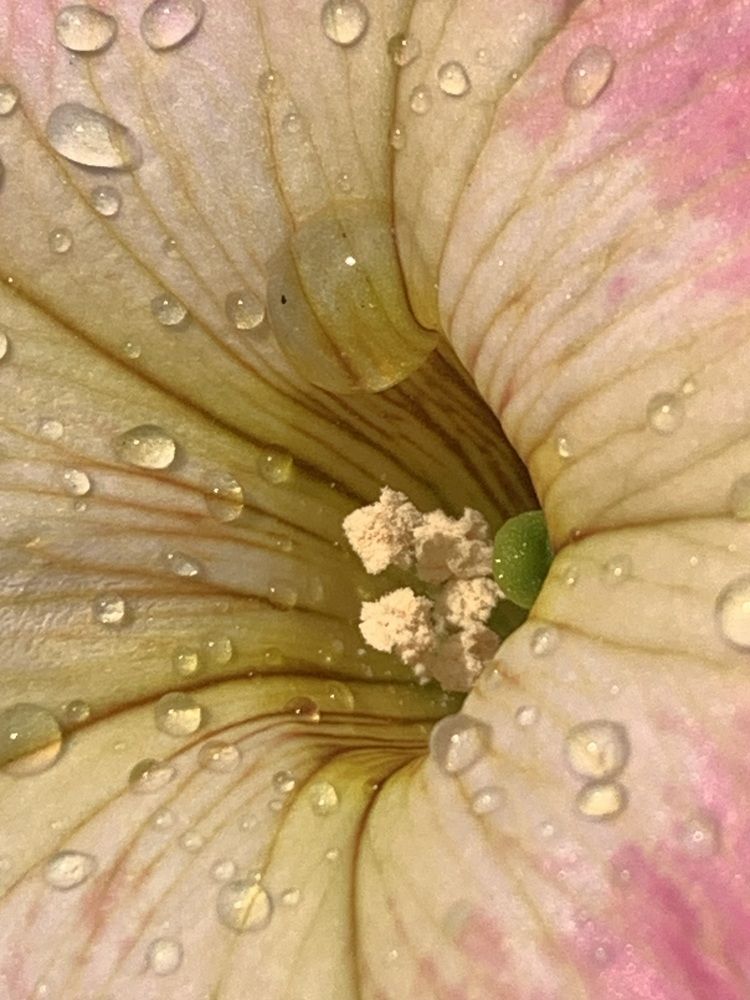 Фотография автора Ирина Шпаковская