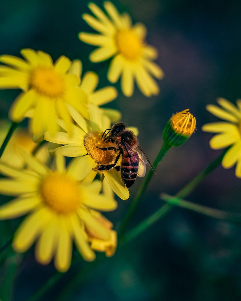 Photograph by FARZIN ABEDINI