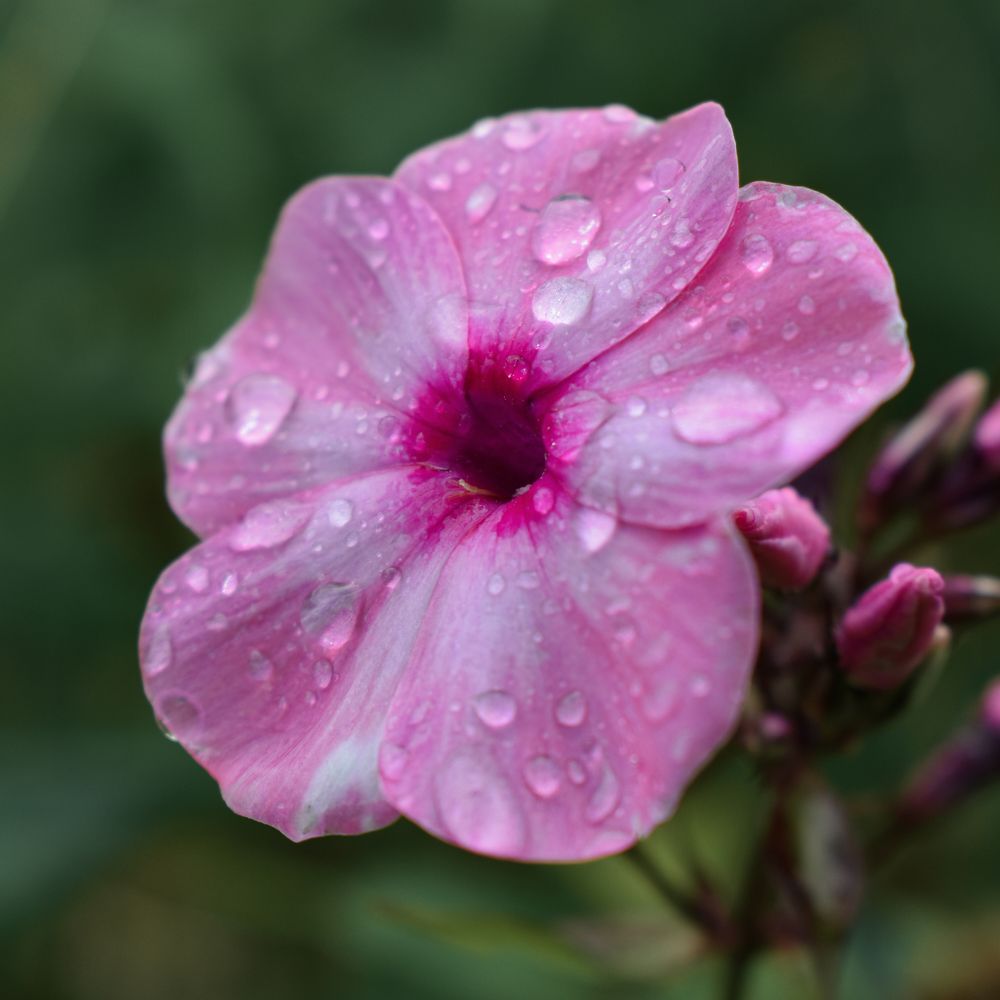Photograph by Ирина Заворуева