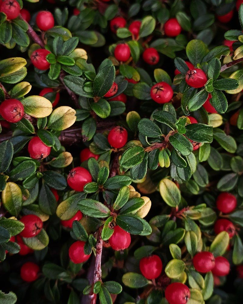 Photograph by Дарья Кирина