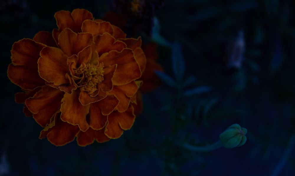 Photograph by Анна Масленникова-Бриль