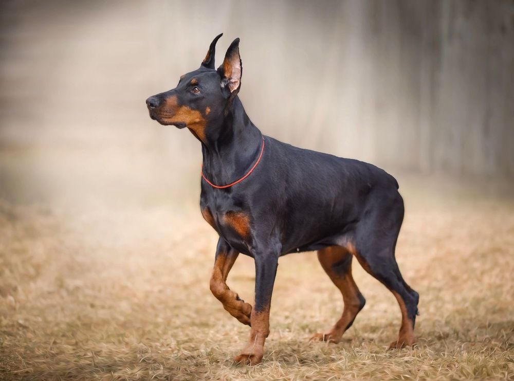 Фотография автора Ольга Трифонова