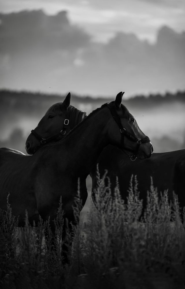 Фотография #10893877