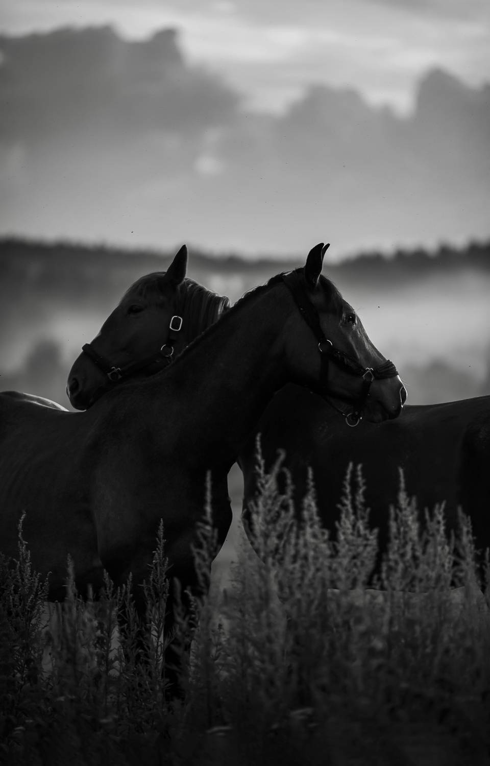 Фотография #10893877