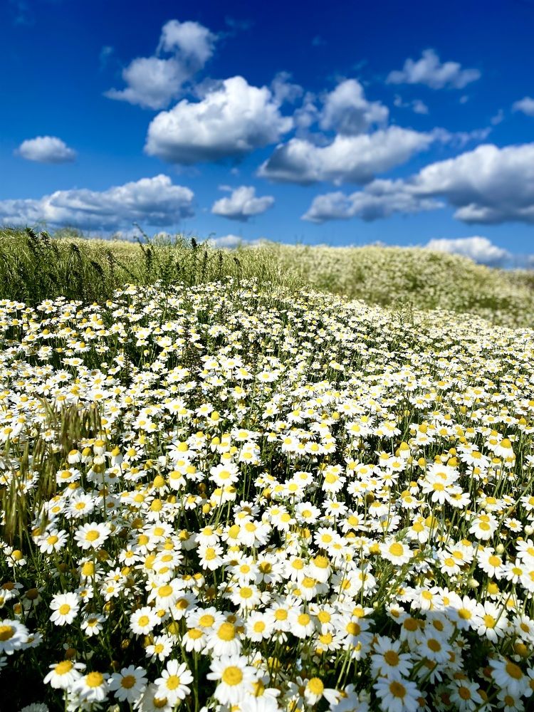 Photograph by Наталья Котина