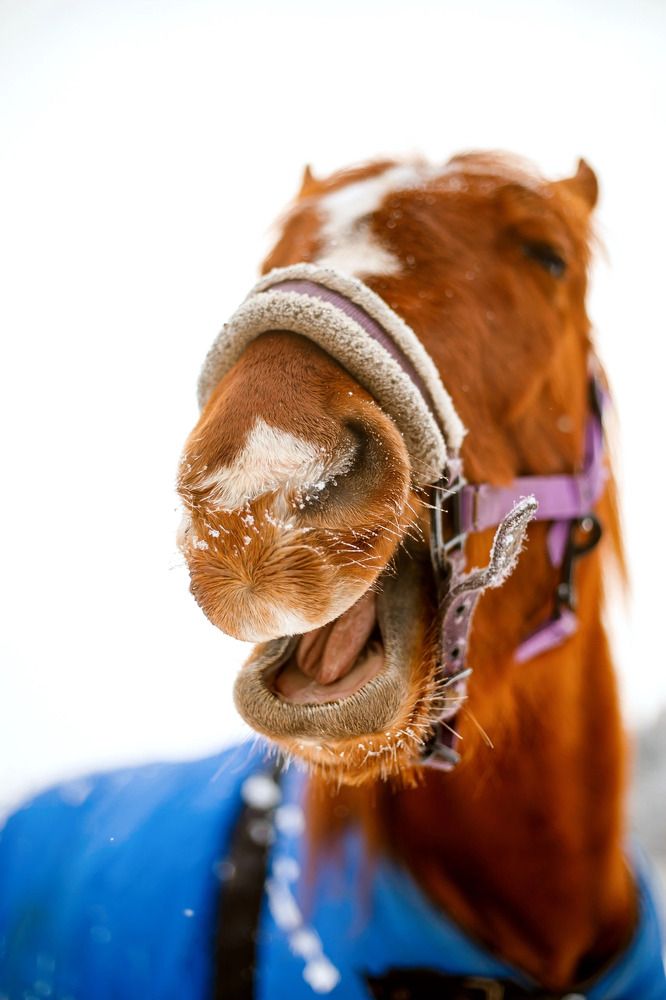 Фотография автора Ольга Трифонова