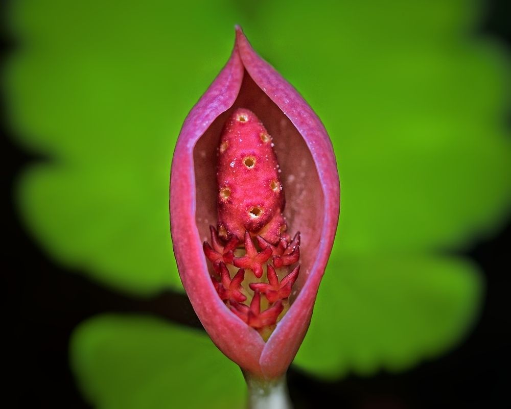 Baby inside the Flower