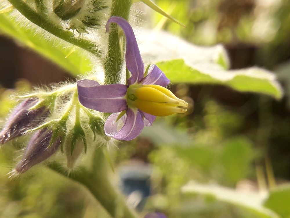 Solanum Mammosum