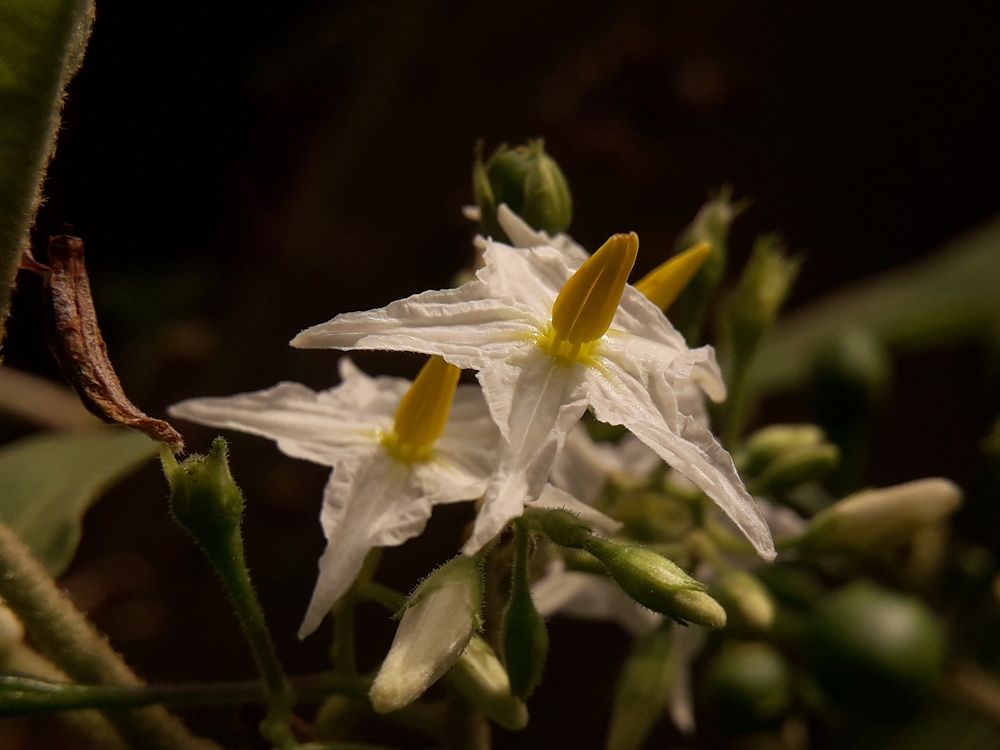Solanum Torvum