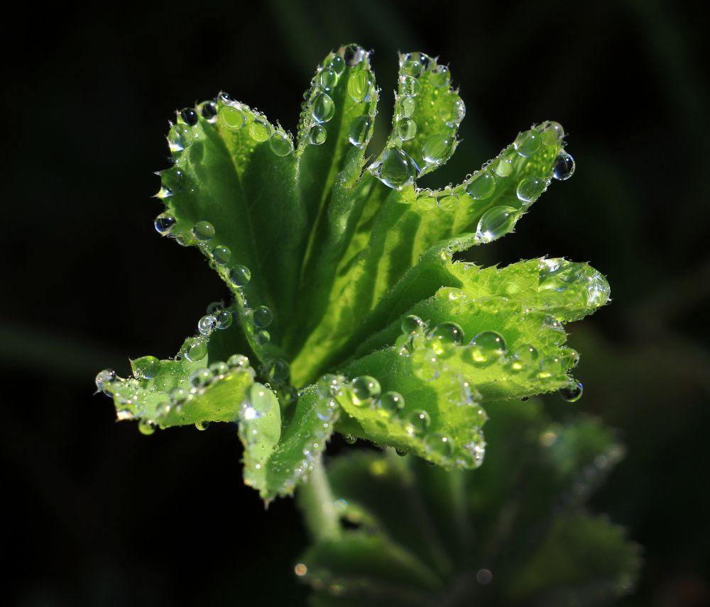 Мелодия утра