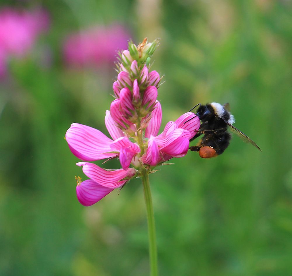 Сладкий нектар