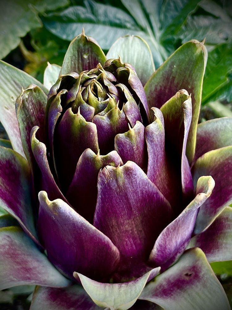 Artichoke flower
