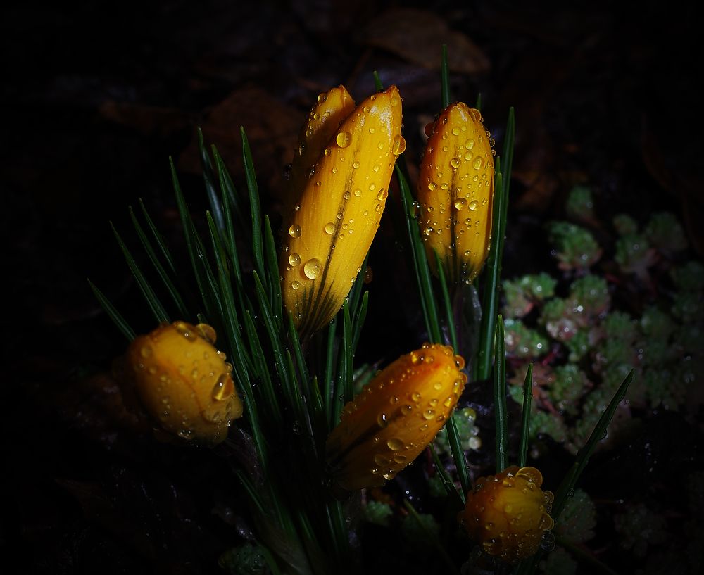 Фотография автора Сергей Гречихин