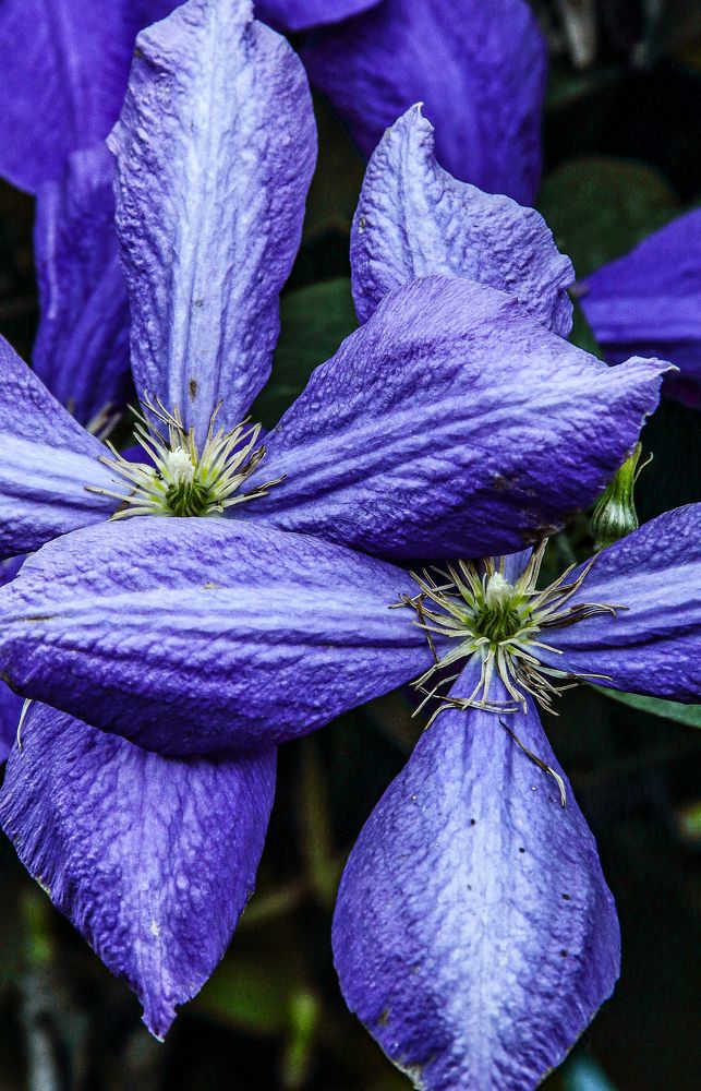 Photograph by Алексей Шевцов